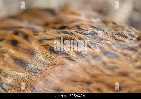 Dorsum einer Steward Island weka Gallirallus australis scotti. Boulder Beach. Ulva Island. Rakiura Nationalpark. Neuseeland. Stockfoto