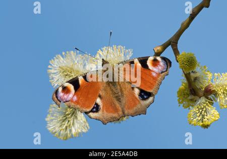 Peacock Butterfly, Inachis io, Nectering on sallow, Salix caprea, Kätzchen im BBOWT's Warburg Nature Reserve, Oxfordshire, 25. März 2012. Stockfoto