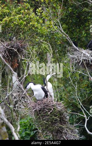 Australische Phalacrocorax varius. Paar im Nest. Stewart Island. Rakiura Nationalpark. Neuseeland. Stockfoto