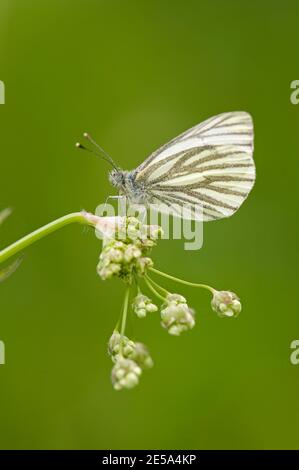 Männchen mit Grünadern weißer Schmetterling, Pieris napi, im Frühjahr im Naturschutzgebiet Otmoor des RSPB, 19. Mai 2013 in Ruhe. Stockfoto