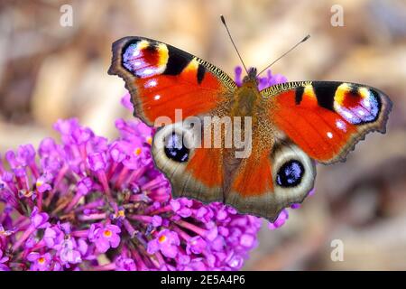 Aglais io Peacock Schmetterling Inachis io Schmetterling auf Buddleia Blume Stockfoto