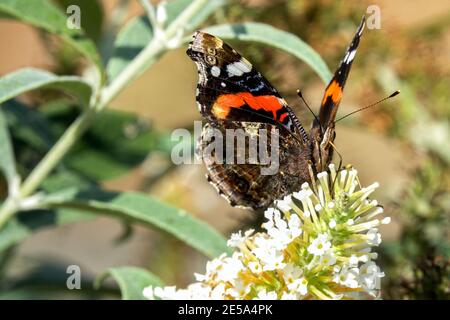 Roter Admiral Schmetterling Vanessa atalanta auf Blume Schmetterling Busch blühend Strauch Stockfoto