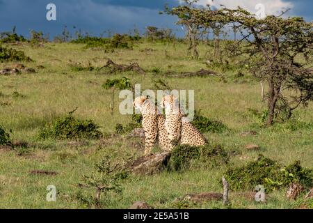 Zwei junge männliche Geparden, die in der Masai Mara, Kenia, nach Beute Ausschau halten Stockfoto