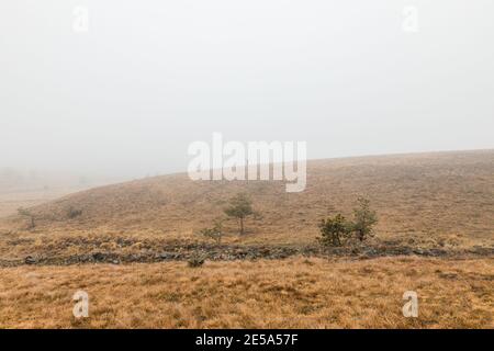 Junge Frau, die die Natur an einem nebligen Wintermorgen erkundet Stockfoto
