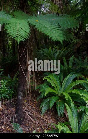 Regenwald mit Wheki Dicksonia squarrosa links und Kronfarnen Lomaria verfärben sich in der unteren rechten Ecke. Stewart Island. Neuseeland. Stockfoto
