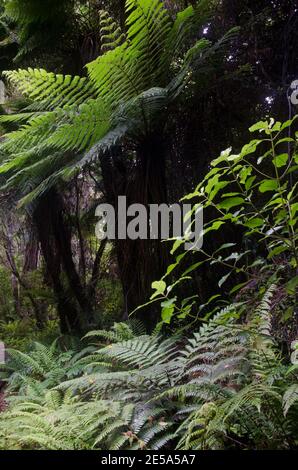 Vegetation mit neuseeländischem Baumfarn Dicksonia squarrosa in der Mitte. Stewart Island. Neuseeland. Stockfoto