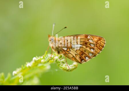 Perlumrandter Fritillary Butterfly, Boloria euphrosyne, in Ruhe auf Bracken, Pteridium aquilinum, in Bentley Woods, Hampshire, 2. Juni 2013 Stockfoto