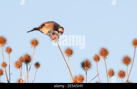 Eurasischer Goldfink (Carduelis carduelis), essend Samen von Distel, Deutschland, Bayern Stockfoto