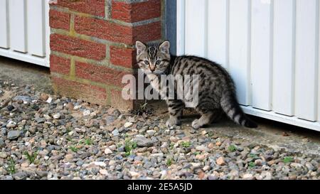 Kleine Tigerkatze, europäische Kurzhaarkatze Stockfoto