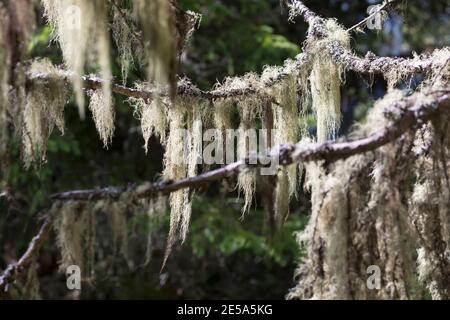 Old man's Beard, Beard Lichen, Treemoss, Methuselah's Bart Flechten (Usnea spec.), auf den Zweigen eines Nadelbaumes, Deutschland Stockfoto