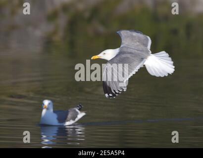 Heringsmöwe (Larus argentatus, Larus argentatus argentatus), im Flug erwachsen, eine weitere schwimmend auf dem Meer, Norwegen, Flatanger Stockfoto