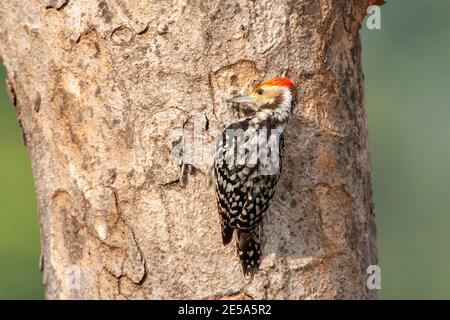 Gelbstirnspecht, Mahratta-Specht (Leiopicus mahrattensis), Männchen auf einem Baumstamm, Indien, Stockfoto