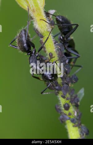 Eichenholzschreineramant (Camponotus vagus), in einer Grünfliegenkolonie, Deutschland Stockfoto