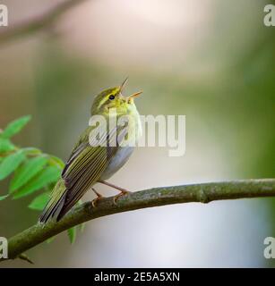 Waldsänger (Phylloscopus sibilatrix), Erwachsener Mann sitzt auf einem Zweig singen, Niederlande, Schiermonnikoog Stockfoto