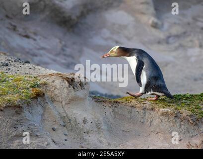 Gelbäugiger Pinguin, Hoiho (Megadyptes Antipodes), Wandern in den Dünen, Neuseeland, Auckland Inseln, Enderby Island Stockfoto