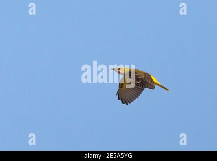 goldener Oriolus oriolus, erster Winter im Flug, Spanien, Casinos Stockfoto