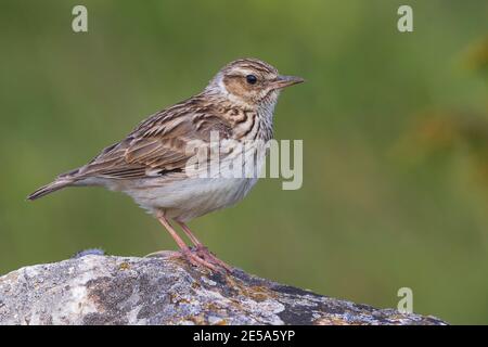 Holzlerche (Lullula arborea pallida, lullula pallida), auf einem Felsen thront, Italien, Passo della Raticosa Stockfoto