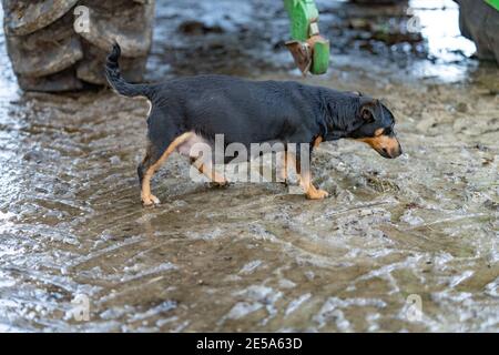 Ein fett schwangerer Jack russel Terrier. Der Hund läuft draußen im Schlamm. Sie schnüffelt um die Farm herum. Eine Stunde vor der Geburt der Welpen Stockfoto