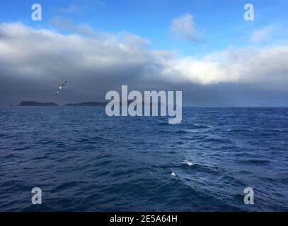 Pintadosturmvogel, antarktischer Kapsturmvogel (Daption capense), der über den Pazifischen Ozean fliegt, Neuseeland, die Schlingen Stockfoto