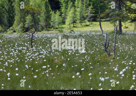 Hase-Schwanz Baumwollgras, Tussock Baumwollgras, ummantelte Baumwollsedge (Eriophorum vaginatum), Fruiting, Deutschland Stockfoto