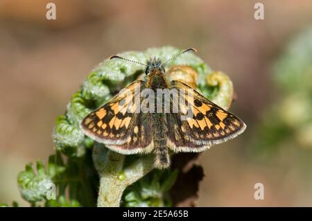 Karierte Skipper Butterfly, Carterocephalus palaemon, in Ruhe im Allt Mhuic Naturschutzgebiet, Inverness-Shire, Highlands, Schottland, 30. Mai 2015 Stockfoto