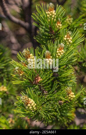 Bergkiefer Blumen oder Bergkiefer. Abruzzen, Italien, Europa Stockfoto