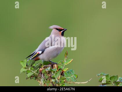 Böhmisches Wachswerk (Bombycilla garrulus), auf einem Busch gelegen, Vereinigtes Königreich, Schottland Stockfoto