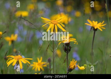 Europäische Arnika (Arnica montana), blühend auf Gras, Deutschland Stockfoto