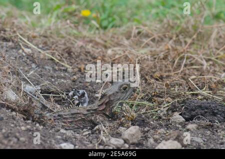 Nördliche Tuatara Sphenodon punctatus am Eingang zum Bau. Southland Museum und Kunstgalerie. Invercagill Südinsel. Neuseeland. Stockfoto