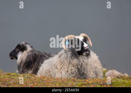 Islandschafe (Ovis ammon f. aries), zwei Schafe, die zusammen ruhen, Island Stockfoto