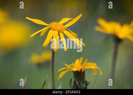 Europäische Arnika (Arnica montana), blühend auf Gras, Deutschland Stockfoto