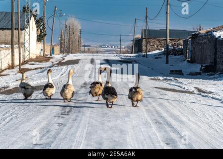 Gänse auf dem Schnee in Kars, Türkei. Stockfoto