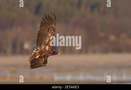 Seeadler (Haliaeetus albicilla), Erstwinter im Flug, abwinkend, zeigt unter Flügelmuster, Schweden, Halland Stockfoto