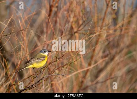 Gelbe Bachstelze, Iberische Bachstelze, Spanischer Bachstelze (Motacilla flava iberiae, Motacilla iberiae), Männchen auf einem Zweig, Spanien Stockfoto