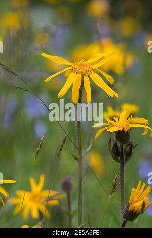 Europäische Arnika (Arnica montana), blühend auf Gras, Deutschland Stockfoto