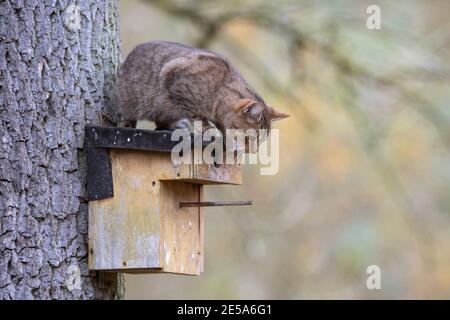 Hauskatze, Hauskatze (Felis silvestris f. catus), auf einem Nistkasten an einem Baumstamm sitzend, will den Vogelnistkasten rauben, Deutschland Stockfoto