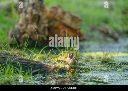 Goldfinch mit einem roten Kopf, songbird, auf dem Rand des Wassers stehend, mit Reflexion. Im Hintergrund ein toter Baumstamm, Äste und Gras Stockfoto