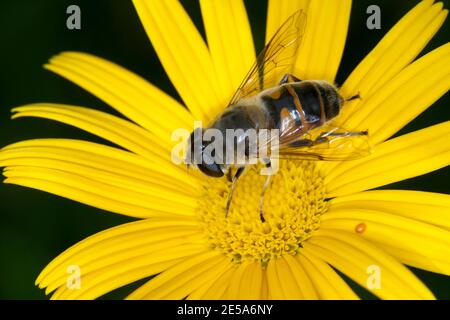 Drohnenfliege (Eristalis tenax), sitzt auf gelber Blume, Deutschland Stockfoto