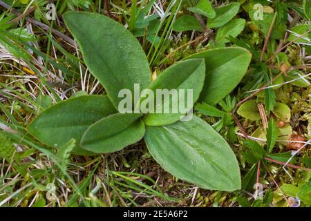 Europäische Arnika (Arnica montana), auf Gras, Deutschland Stockfoto