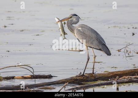 Graureiher (Ardea cinerea), stehend auf Treibholz mit Hecht im Schnabel, Deutschland, Bayern, Chiemsee Stockfoto