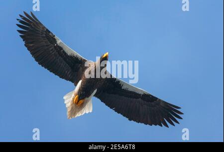 Hellers Seeadler (Haliaeetus pelagicus), im Flug erwachsen, von unten gesehen, Japan, Hokkaido Stockfoto