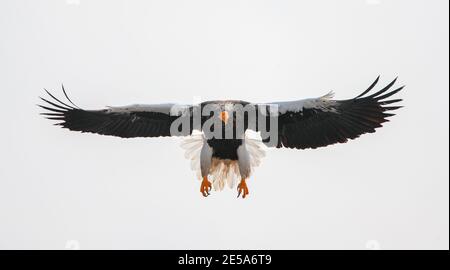 Hellers Seeadler (Haliaeetus pelagicus), ausgewachsener Adler, der mit ausgestreckten Flügeln und Füßen landet, Japan, Hokkaido Stockfoto