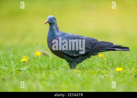 Trocaz Taube, Madeira Lorbeerkaube, langzottelige Taube (Columba trocaz), im Gras gelegen, Madeira Stockfoto