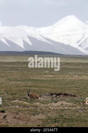 chiru, tibetische Antilope (Pantholops hodgsonii), grast auf dem tibetischen Plateau mit Berg und Schnee im Hintergrund, China, Tibet, Tibetisch Stockfoto