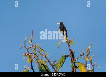 Gelb-rumped Cacique (Cacicus cela), Erwachsene in einem Baum, Peru, Manu Nationalpark Stockfoto