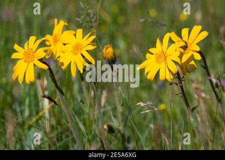 Europäische Arnika (Arnica montana), blühend auf Gras, Deutschland Stockfoto