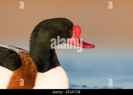 Gemeine Shelduck (Tadorna tadorna), Erwachsener Männchen schwimmen auf einem See, Nahaufnahme des Kopfes., Spanien Stockfoto