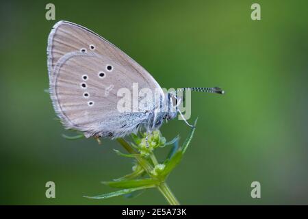 mazarinblau (Polyommatus semiargus, Cyaniris semiargus), sitzt auf einer Blütenknospe, Deutschland Stockfoto