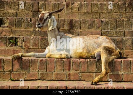 Goat on Steps, Ghats, Varanasi, Indien Stockfoto