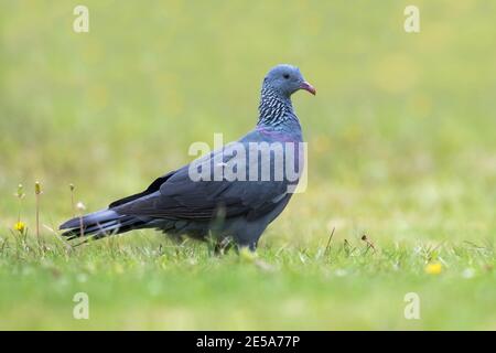 Trocaz Taube, Madeira Lorbeerkaube, langzottelige Taube (Columba trocaz), im Gras gelegen, Madeira Stockfoto